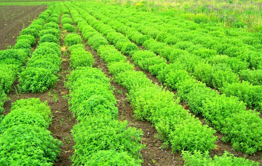 Organic Farming second